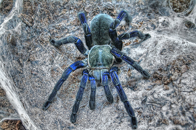 cobalt tarantulas