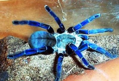 cobalt blue tarantula price